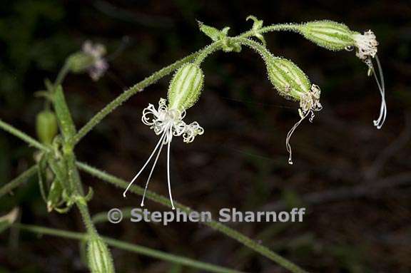 silene lemmonii 8 graphic